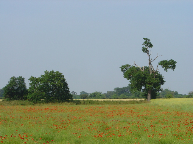 Poppies Field